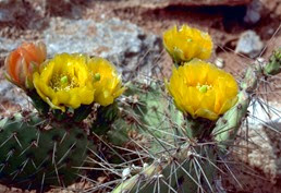 prickly-pear-cactus-plant-with-big-thorns-flowering