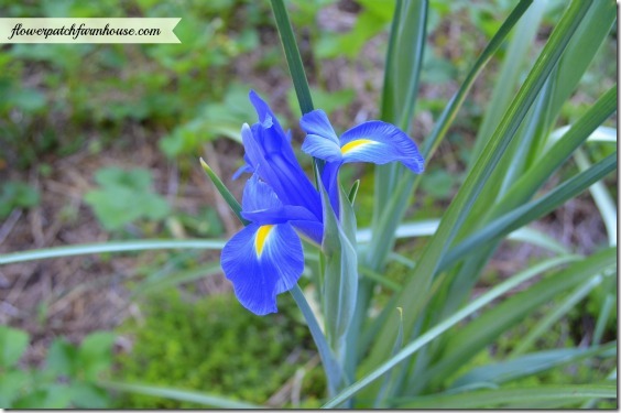 blue dutch iris560