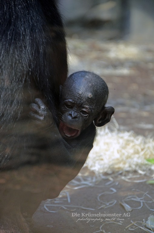 [Zoo-Frankfurt-Bonobo-150813-24.jpg]