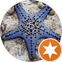 Image Google de Etoile de Mer
