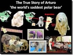 arturo_world saddest polar bear