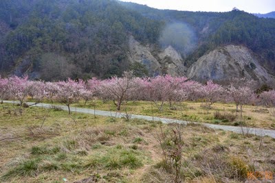 0221 032  - 武陵農場櫻花