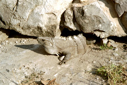 Reise nach Mexiko - 15