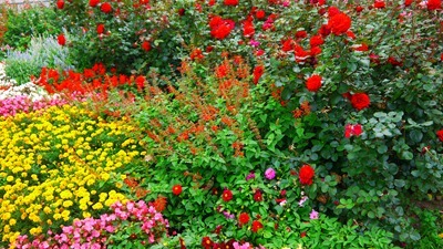 Local foliage