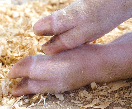 patas%252520de%252520cerdo%252520ateismo%25255B3%25255D.jpg