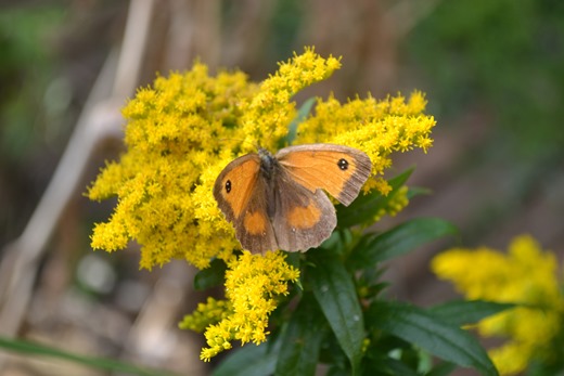 Golden Rod - Solidago Canadensis with a Gatekeeper Butterfly in an English Garden