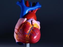 Increased-heart-rate-linked-to-mortality-FEOFEGR-x