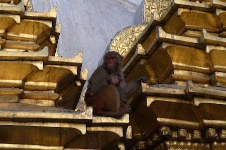 Atractii Nepal: maimute la templul din Kathmandu.JPG
