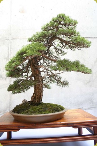 Hobby Bonsai: Il Pino Silvestre come bonsai (1a parte).