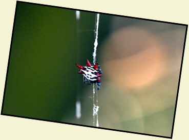 04l - Bay Shore Loop Trail - interesting spider