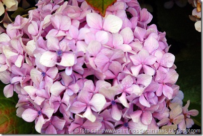 2878 Lanzarote-Fontanales(Hortensia) 2878 Lanzarote-Fontanales(Hortensia)
