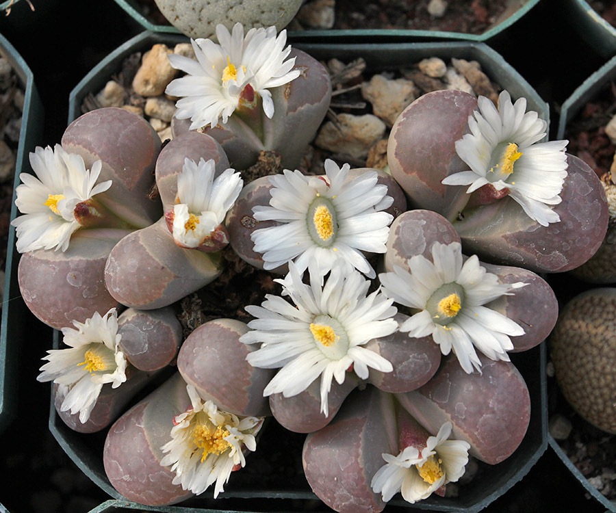 [111119_Poots_lithops2%255B3%255D.jpg]