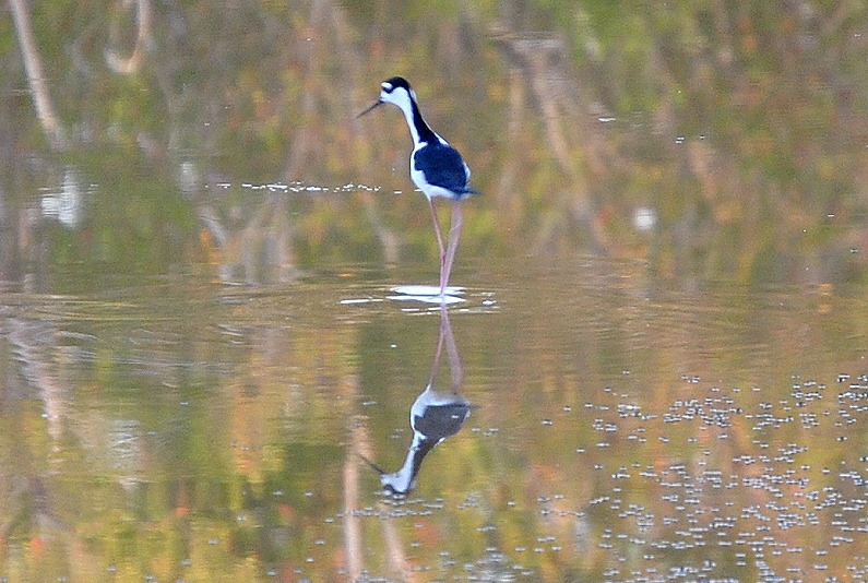 [08d---Eco-Pond---Black-Necked-Stilt5.jpg]