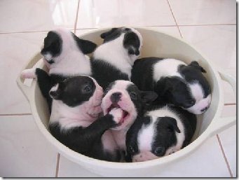 perros divertidos (9)