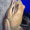 White-lipped tree frog.