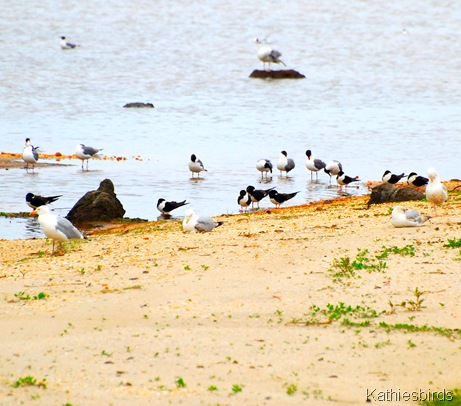 gulls and skimmers-kathiesbirds