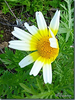 P1080039 P1080039