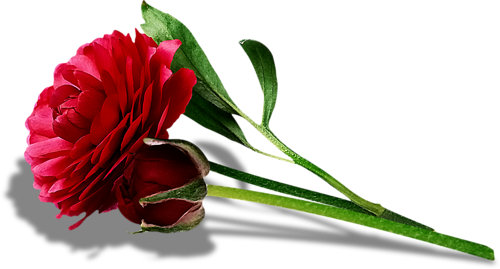 0_9ac5d_1bc0354_L.png