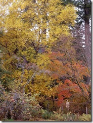 benmore autumn trees