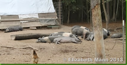 23-lazy pigs