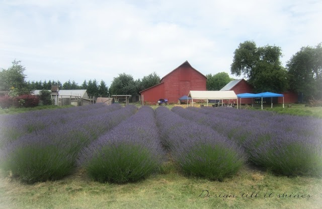 [lavenderfarm1%255B5%255D.jpg]