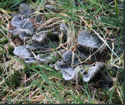 15-dog-lichen