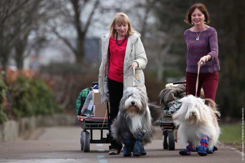 crufts-2012-17