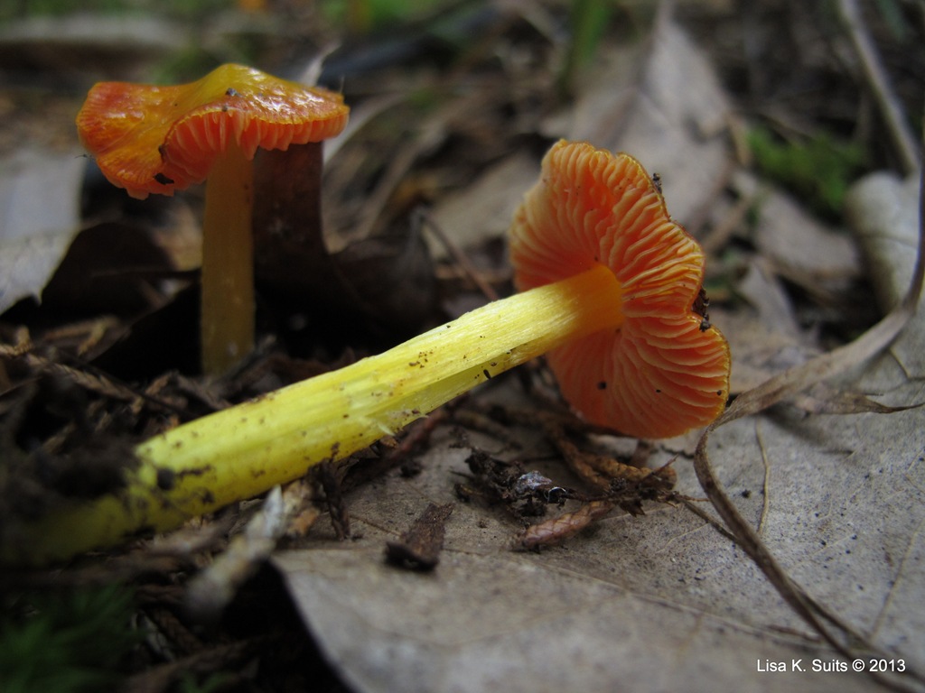 [wax%2520cap%2520and%2520stem%2520orange%2520yellow%255B3%255D.jpg]