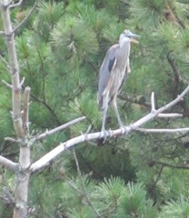 great blue heron 7.30.13 parent bird on branch mouth open