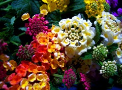 flower variety