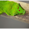 The Madagascar giant day gecko