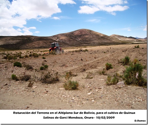 Roturación del terreno para el cultivo de Quinua Real-D.Ramos_Laquinua.blogspot.com