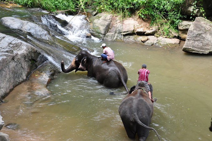 Imagini Thailanda: elefanti jucandu-se in rau, Patara, Thailanda
