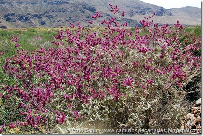 5994 Casas Blancas-Aldea Blanca(Salvia roja) 5994 Casas Blancas-Aldea Blanca(Salvia roja)
