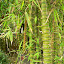 Xian - moje ulubione bambusy