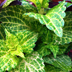 Coleus