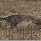 Schwalbenbauch-Mangalitza-Wollschwein (pennt auch)