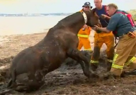 Dramatic-Horse-Rescue-Australia-03