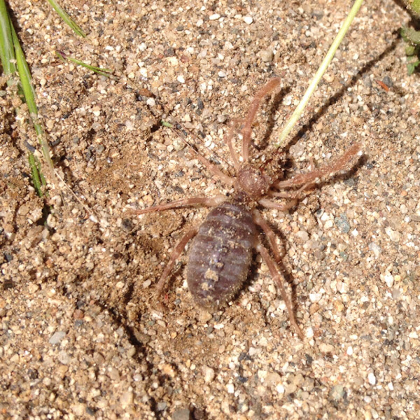 Sun Spider Project Noah