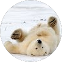 Angela Ledgerwood profile picture