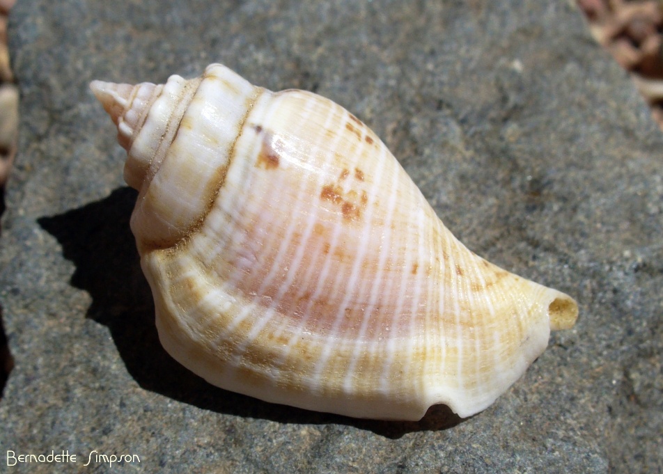 Humpbacked Conch Shell