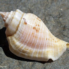Humpbacked Conch Shell