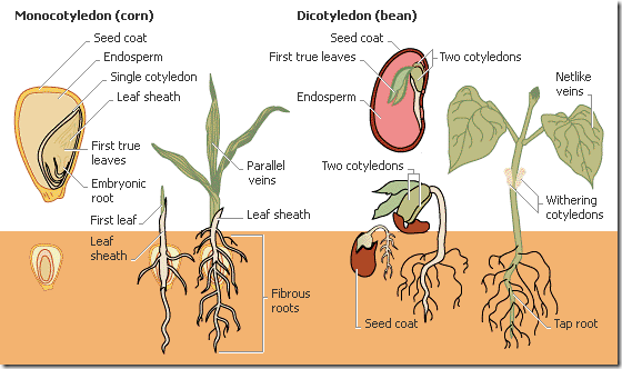 monocotyledon vs dicotyledon plants