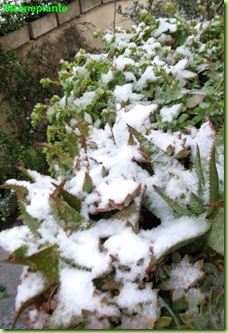 succulente sotto la neve 2012