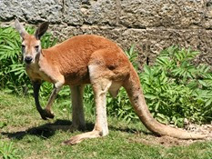 besançon kangourou roux