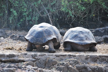 Imagini Galapagos: cuplu testoase gigant