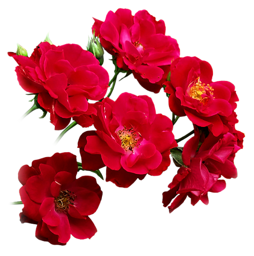 mtfp_246_red_roses.png