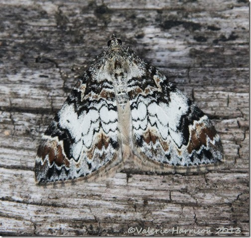 Common-Marbled-Carpet