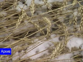 Какие семена – таков урожай