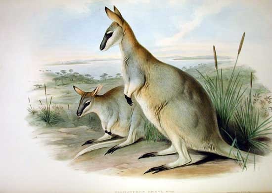 [Macropus_greyi_-_Gould%255B4%255D.jpg]